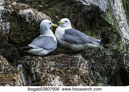 Stock Photo - "Black-legged Kittiwakes (Rissa tridactyla) perched on the cliffs, Chukotka, Russia, Europe". Fotosearch