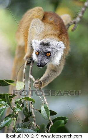 "Black Lemur (Eulemur macaco), Madagascar, Africa" View Large Photo Image Stock Photo - "Black Lemur (Eulemur macaco), Madagascar, Africa". Fotosearch