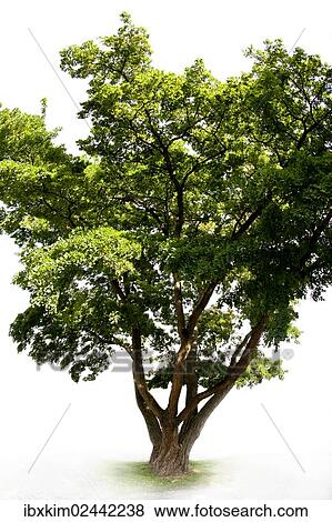 Black Locust (Robinia pseudoacacia) View Large Photo Image Stock Photo - Black Locust (Robinia pseudoacacia). Fotosearch