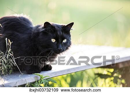 Black long hair cat View Large Photo Image Stock Photo - Black long hair cat. Fotosearch