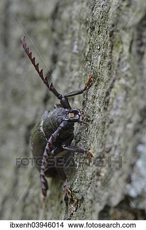 "Black longicorn beetle (Spondylis buprestoides), Emsland, Lower Saxony, Germany, Europe" View Large Photo Image Picture - "Black longicorn beetle (Spondylis buprestoides), Emsland, Lower Saxony, Germany, Europe". Fotosearch