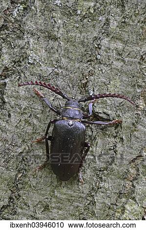 Stock Image - "Black longicorn beetle (Spondylis buprestoides), Emsland, Lower Saxony, Germany, Europe". Fotosearch