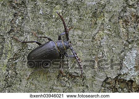 "Black longicorn beetle (Spondylis buprestoides), Emsland, Lower Saxony, Germany, Europe" View Large Photo Image Stock Image - "Black longicorn beetle (Spondylis buprestoides), Emsland, Lower Saxony, Germany, Europe". Fotosearch