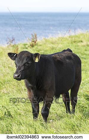 "Black male Aberdeen Angus calf on a pasture on the north coast of Scotland, Caithness, Scotland, United Kingdom, Europe" View Large Photo Image Stock Image - "Black male Aberdeen Angus calf on a pasture on the north coast of Scotland, Caithness, Scotland, United Kingdom, Europe". Fotosearch