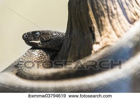 Stock Photo - "Black Mamba (Dendroaspis polylepis), Living Desert Snake Park, Walvis Bay, Namibia, Africa". Fotosearch