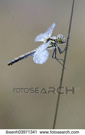 "Black Meadowhawk or Black Darter (Sympetrum danae), female, Emsland, Lower Saxony, Germany, Europe" View Large Photo Image Stock Image - "Black Meadowhawk or Black Darter (Sympetrum danae), female, Emsland, Lower Saxony, Germany, Europe". Fotosearch
