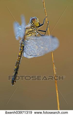 "Black Meadowhawk or Black Darter (Sympetrum danae), female, Emsland, Lower Saxony, Germany, Europe" View Large Photo Image Stock Photo - "Black Meadowhawk or Black Darter (Sympetrum danae), female, Emsland, Lower Saxony, Germany, Europe". Fotosearch
