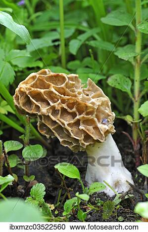 "Black Morel (Morchella elata), Eckental, Middle Franconia, Bavaria, Germany, Europe" View Large Photo Image Stock Image - "Black Morel (Morchella elata), Eckental, Middle Franconia, Bavaria, Germany, Europe". Fotosearch