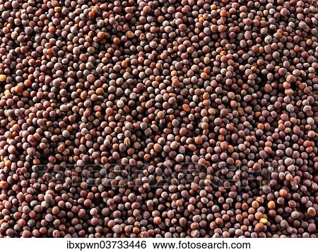 Black mustard seeds View Large Photo Image Stock Photograph - Black mustard seeds. Fotosearch