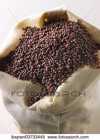 Black mustard seeds View Large Photo Image Stock Photography - Black mustard seeds. Fotosearch