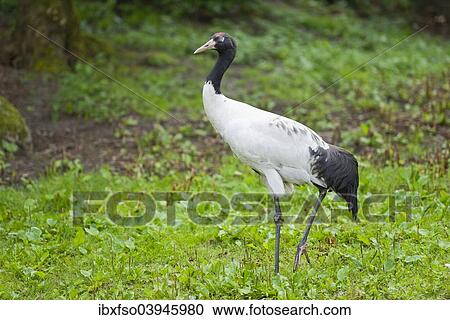 "Black-necked Crane (Grus nigricollis), captive, Lower Saxony, Germany, Europe" View Large Photo Image Stock Image - "Black-necked Crane (Grus nigricollis), captive, Lower Saxony, Germany, Europe". Fotosearch