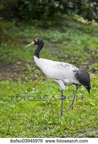 "Black-necked Crane (Grus nigricollis), captive, Lower Saxony, Germany, Europe" View Large Photo Image Stock Photo - "Black-necked Crane (Grus nigricollis), captive, Lower Saxony, Germany, Europe". Fotosearch
