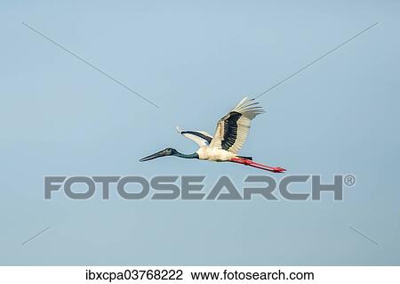Stock Image - "Black-necked Stork (Ephippiorhynchus asiaticus), Keoladeo National Park, Rajasthan, India, Asia". Fotosearch