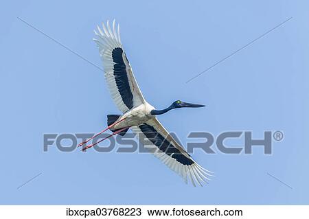 "Black-necked Stork (Ephippiorhynchus asiaticus), Keoladeo National Park, Rajasthan, India, Asia" View Large Photo Image Stock Image - "Black-necked Stork (Ephippiorhynchus asiaticus), Keoladeo National Park, Rajasthan, India, Asia". Fotosearch