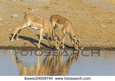 "Black Nose impalas (Aepyceros melampus petersi), male and female drinking at the waterhole, Etosha National Park, Namibia, Africa" View Large Photo Image Picture - "Black Nose impalas (Aepyceros melampus petersi), male and female drinking at the waterhole, Etosha National Park, Namibia, Africa". Fotosearch
