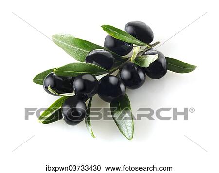 Black olives on an olive sprig View Large Photo Image Stock Image - Black olives on an olive sprig. Fotosearch