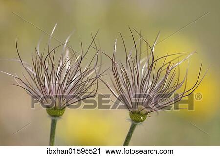 "Black pasque flowers (Pulsatilla pratensis subsp. nigricans) shortly before fruit maturity, Triestingtal valley, Lower Austria, Austria, Europe" View Large Photo Image Stock Image - "Black pasque flowers (Pulsatilla pratensis subsp. nigricans) shortly before fruit maturity, Triestingtal valley, Lower Austria, Austria, Europe". Fotosearch