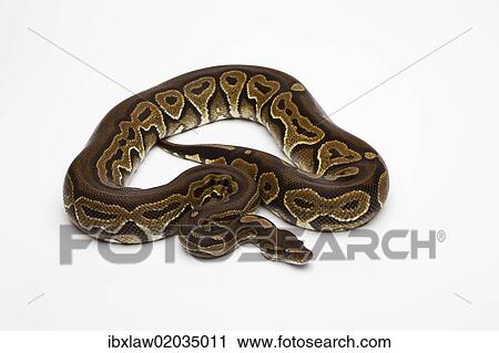 Stock Image - Black Pastel Ball Python or Royal Python (Python regius). Fotosearch
