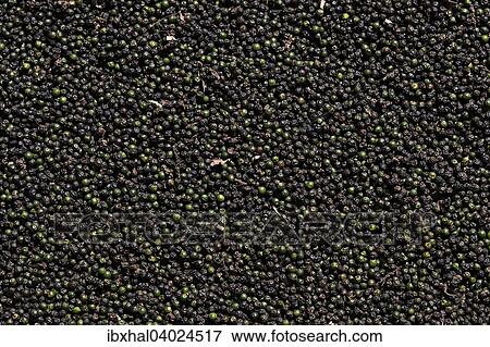 "Black peppercorns, Myanmar, Asia" View Large Photo Image Stock Photo - "Black peppercorns, Myanmar, Asia". Fotosearch