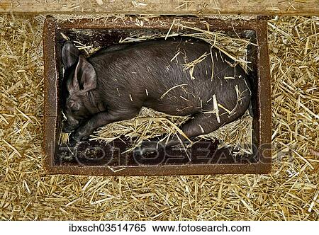 Stock Photography - "Black piglet sleeping in a feeding trough, Bavaria, Germany, Europe". Fotosearch
