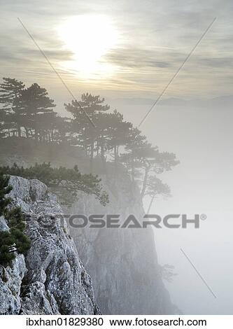 "Black Pines (Pinus nigra) in a foggy atmosphere, Peilstein, Triestingtal, Lower Austria, Austria, Europe" View Large Photo Image Stock Image - "Black Pines (Pinus nigra) in a foggy atmosphere, Peilstein, Triestingtal, Lower Austria, Austria, Europe". Fotosearch