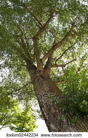 Picture - Black Poplar (Populus nigra). Fotosearch