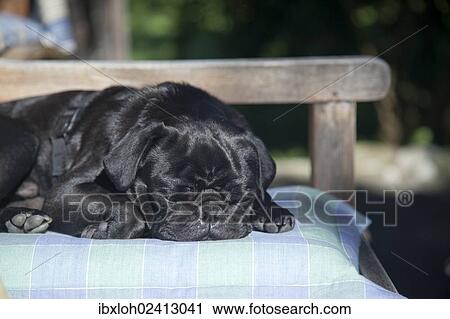 Stock Image - Black Pug dozing on a pillow. Fotosearch