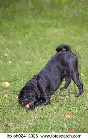 Black Pug eating an apple View Large Photo Image Stock Photograph - Black Pug eating an apple. Fotosearch