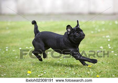 Black pug frolicking on a meadow View Large Photo Image Stock Image - Black pug frolicking on a meadow. Fotosearch