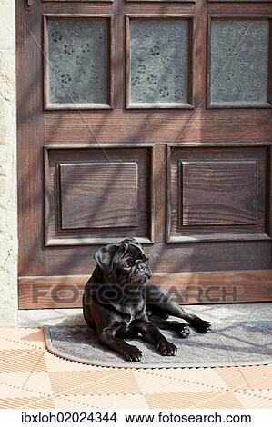 Black pug lying in front of the front-door in the sunshine View Large Photo Image Picture - Black pug lying in front of the front-door in the sunshine. Fotosearch