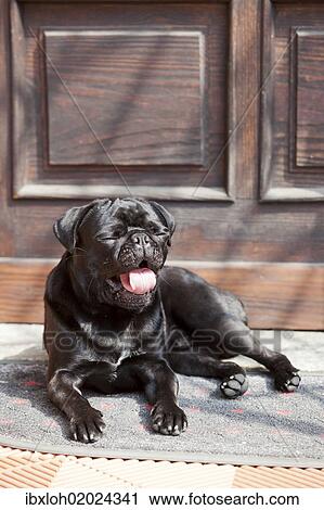 Stock Image - Black pug lying in front of the front-door in the sunshine. Fotosearch