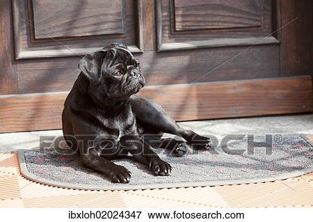 Black pug lying in front of the front-door in the sunshine View Large Photo Image Stock Photo - Black pug lying in front of the front-door in the sunshine. Fotosearch