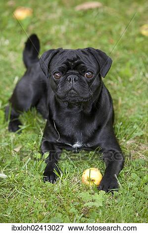 Black Pug lying on the grass and eating an apple View Large Photo Image Stock Photo - Black Pug lying on the grass and eating an apple. Fotosearch