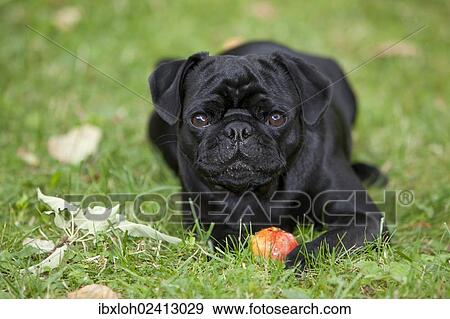 Black Pug lying on the grass and eating an apple View Large Photo Image Stock Photo - Black Pug lying on the grass and eating an apple. Fotosearch