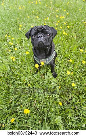 Black Pug on a meadow View Large Photo Image Stock Image - Black Pug on a meadow. Fotosearch