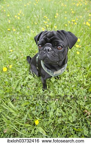 Stock Photograph - Black Pug on a meadow. Fotosearch