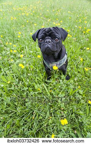 Black Pug on a meadow View Large Photo Image Stock Photograph - Black Pug on a meadow. Fotosearch