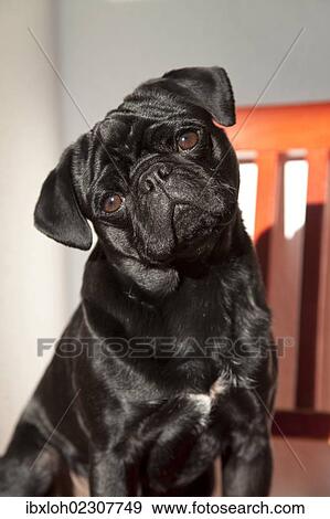 Black Pug On A Red Kitchen Chair Stock Photo Ibxloh02307749