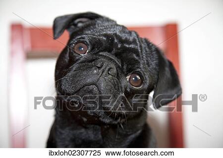 Black pug on a red kitchen chair View Large Photo Image Stock Photography - Black pug on a red kitchen chair. Fotosearch