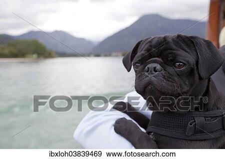 "Black Pug on a tour boat, Tegernsee lake, Upper Bavaria, Bavaria, Germany, Europe" View Large Photo Image Stock Photo - "Black Pug on a tour boat, Tegernsee lake, Upper Bavaria, Bavaria, Germany, Europe". Fotosearch