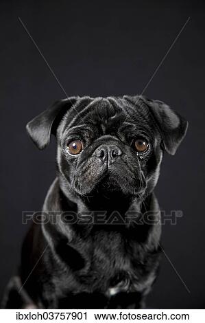 "Black Pug on black, portrait" View Large Photo Image Stock Image - "Black Pug on black, portrait". Fotosearch