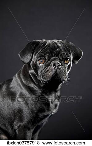 "Black Pug on black, portrait" View Large Photo Image Stock Photo - "Black Pug on black, portrait". Fotosearch