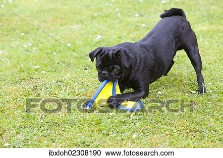 Black pug playing with a frisbee View Large Photo Image Stock Image - Black pug playing with a frisbee. Fotosearch