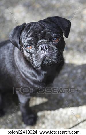 "Black Pug, portrait" View Large Photo Image Picture - "Black Pug, portrait". Fotosearch