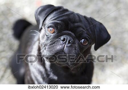 "Black Pug, portrait" View Large Photo Image Stock Image - "Black Pug, portrait". Fotosearch