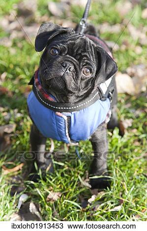 Stock Image - "Black Pug puppy wearing a jacket, portrait". Fotosearch