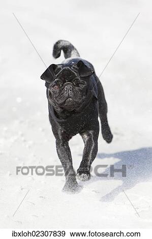 "Black pug running on the beach, frolicking" View Large Photo Image Stock Photo - "Black pug running on the beach, frolicking". Fotosearch