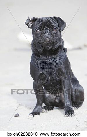 Black pug sitting on a beach View Large Photo Image Stock Image - Black pug sitting on a beach. Fotosearch
