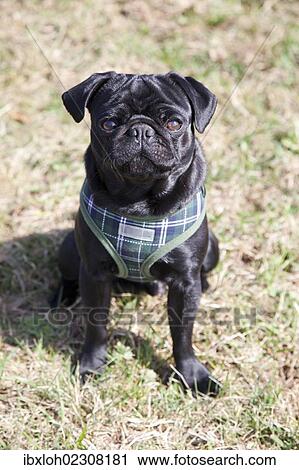 Black pug sitting on a meadow View Large Photo Image Stock Image - Black pug sitting on a meadow. Fotosearch