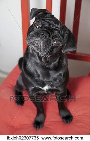 Black pug sitting on a red kitchen chair View Large Photo Image Stock Photography - Black pug sitting on a red kitchen chair. Fotosearch